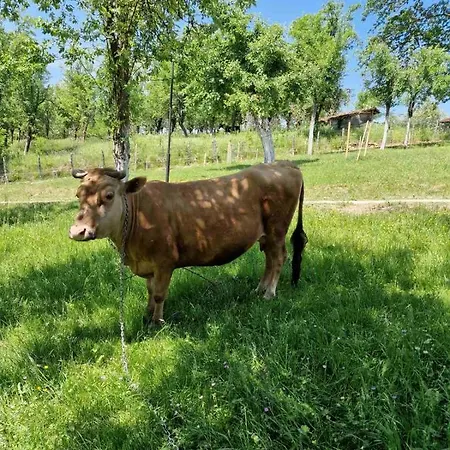 Medjedovica Brdo Godovik